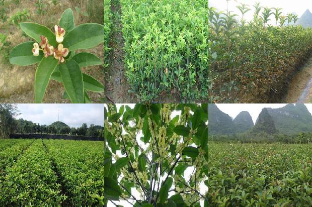家里种什么样的桂花树好1680834606067
