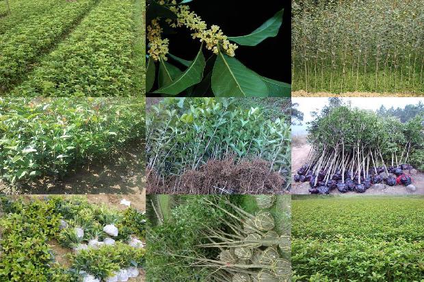 家里栽种桂花树好不好呀1680834736866