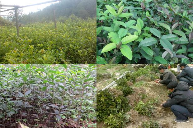 家里栽种桂花树好不好呀1680834736914