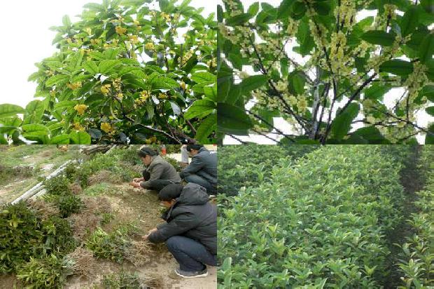 桂花茶有什么功效作用和禁忌1689381090735