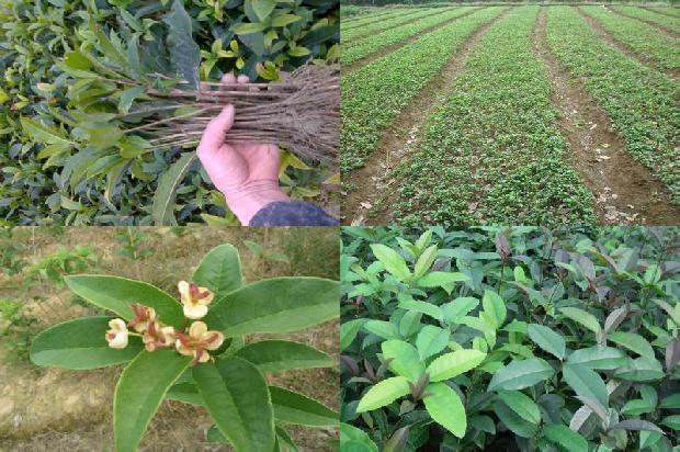 家里种植桂花树好吗1680834980007