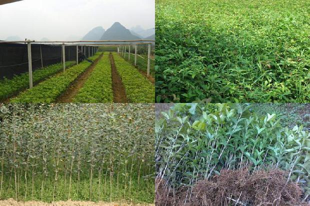 家里种植桂花树好吗1680834980055