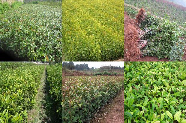 桂花茶叶的制作方法家常1689381857615