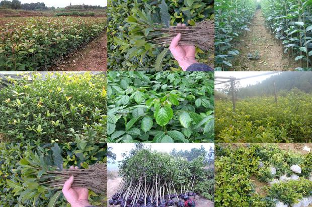 桂花树在北方可以种植吗1680836174359