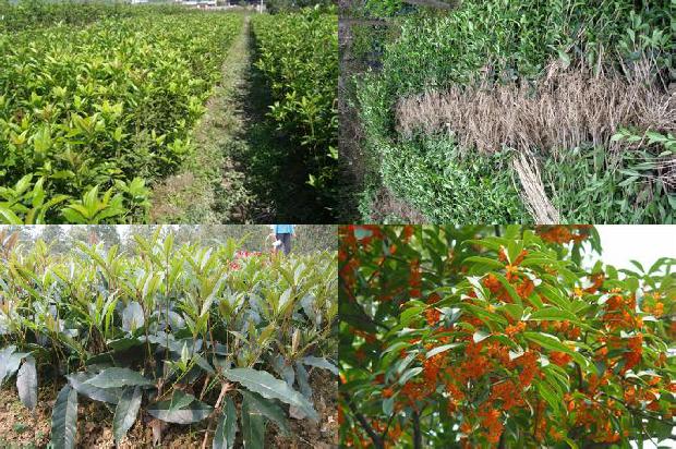 桂花树在北方可以种植吗1680836174455