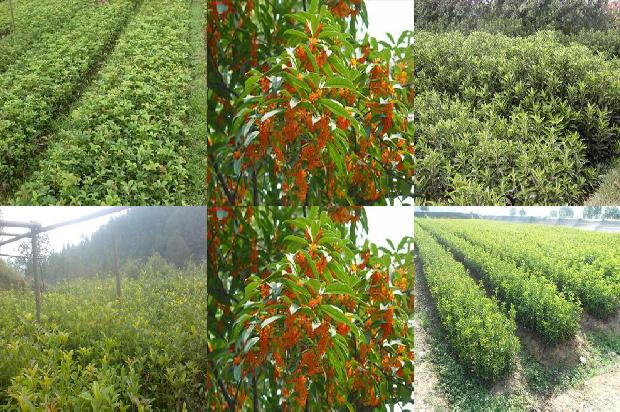 桂花树在北方可以种植吗1680836174502