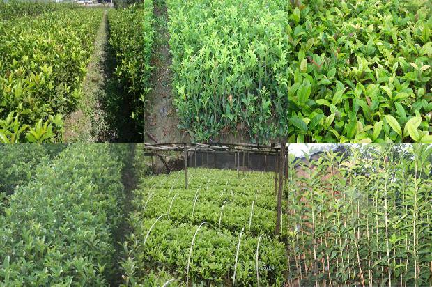 红枣枸杞桂花茶的功效与作用1689313336698