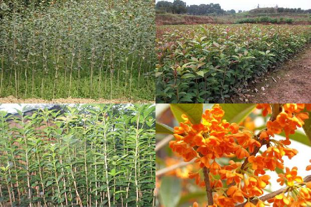 桂花树的果实可以直接泡水喝吗有毒吗1680837153064