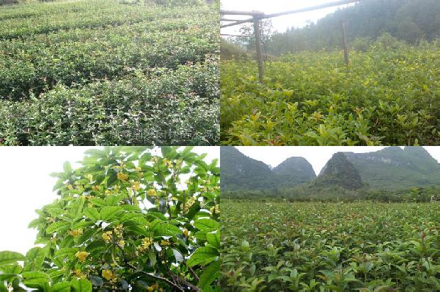 桂花树果实可以食用吗有毒吗1680837774530