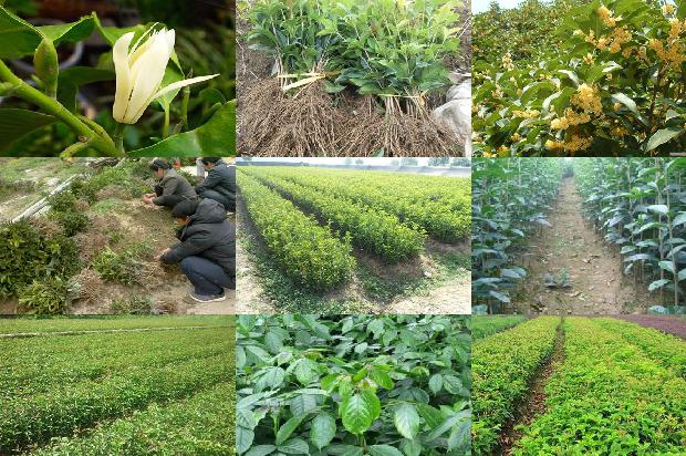 桂花树的果实怎么食用最好呢1680838128936