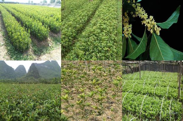 桂花树的果实怎么食用最好呢1680838129030