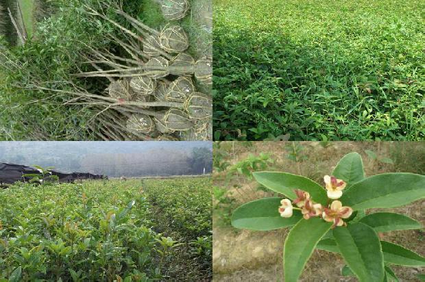 桂花树上的果子怎么吃1680838192280