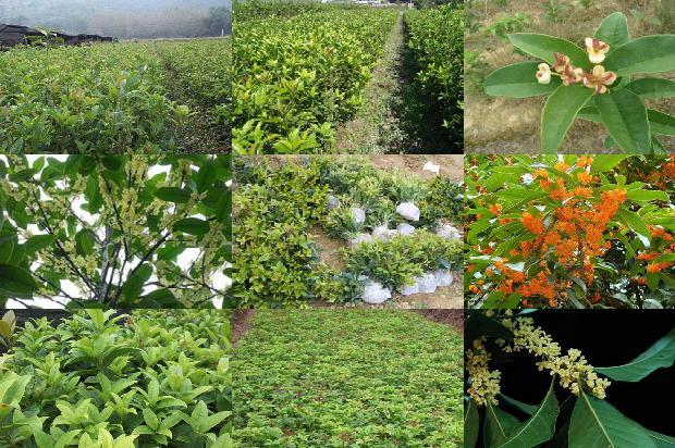 桂花树长果子是什么原因1680915871730