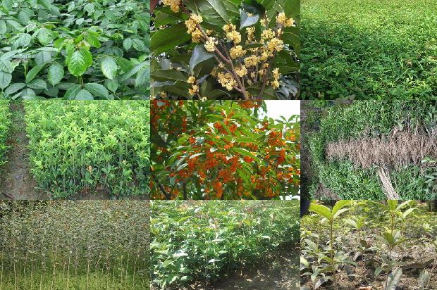 桂花树长果子是什么原因1680915871778