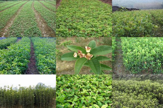 桂花树长果子是什么原因1680915871825