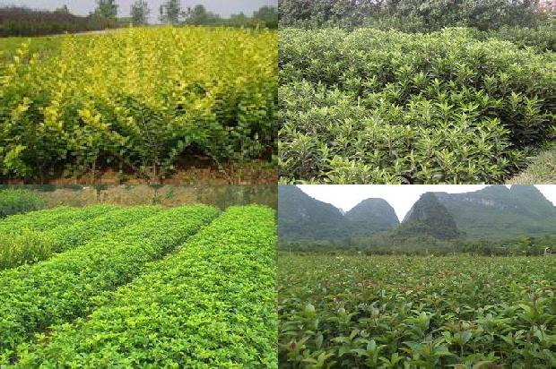 桂花树长果子是什么原因1680915871872