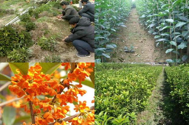 桂花树上的果实生怎么办吃了1680916127116
