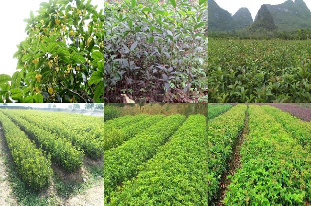 桂花树会结果吗?什么时候结果?1680916575074