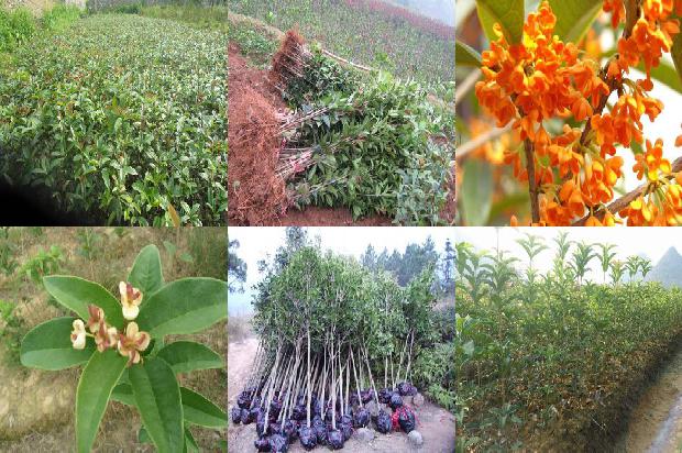 桂花树结的果实成熟了可以种吗1680917694068
