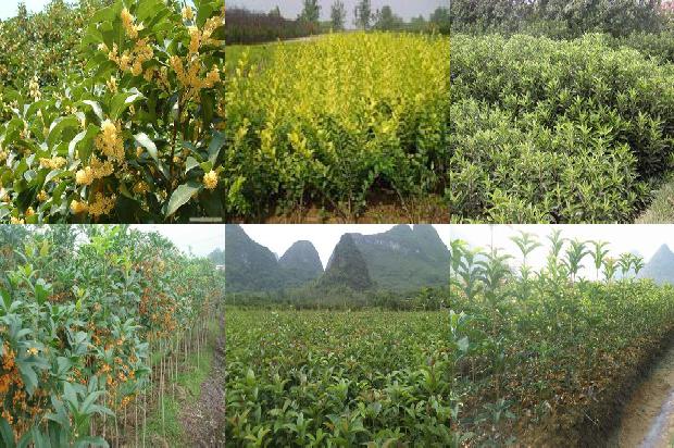 桂花树结的果实熟了能吃吗?为何会结果的桂花树很少见?1680917780483