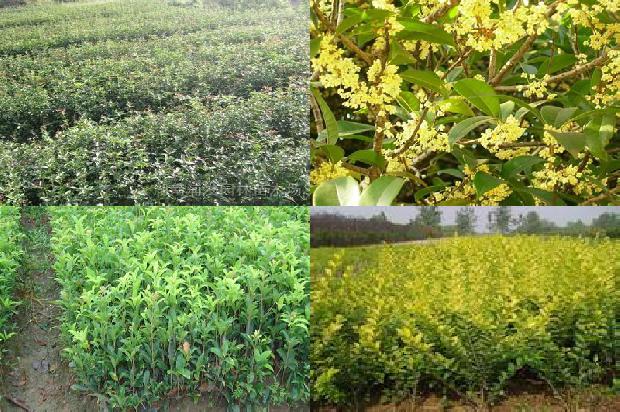 桂花树结的果实熟了能吃吗?为何会结果的桂花树很少见?1680917780579