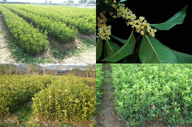桂花盆栽种植方法和注意事项1688348032105