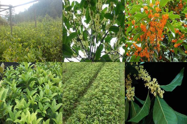 结果的桂花树值钱吗1680918763327