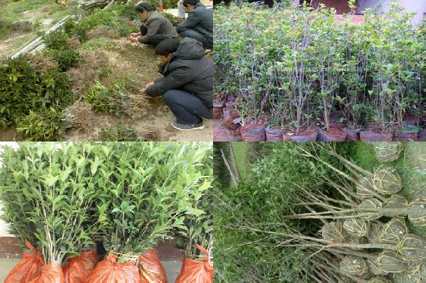 桂花树种子什么样1680919109888