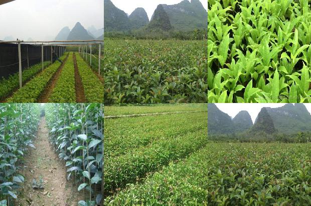桂花果子能卖钱吗1680919226851