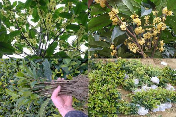 桂花树种子有药用吗1680920400602