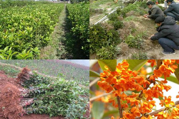 桂花树种子有药用吗1680920400650