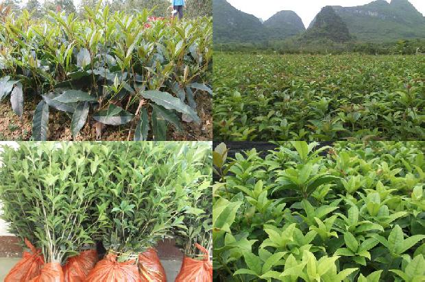 桂花种子可以吃吗?1680920857977
