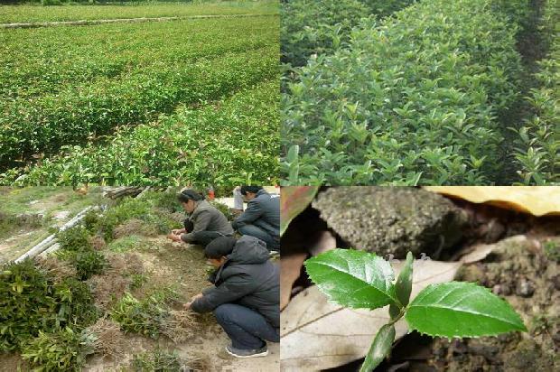 桂花树结果是什么意思1680922305746