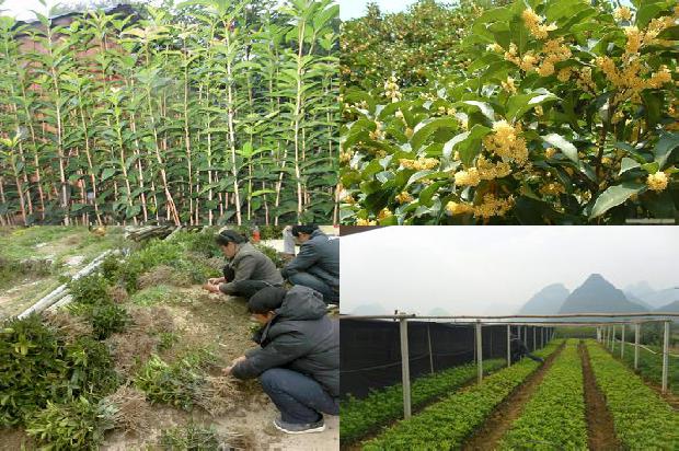 桂花树结不结果实1680922427488
