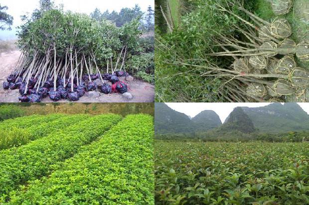 桂花树会结果子吗?能吃吗1680922561120