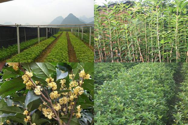 桂花树一般多久结果啊1680922859045