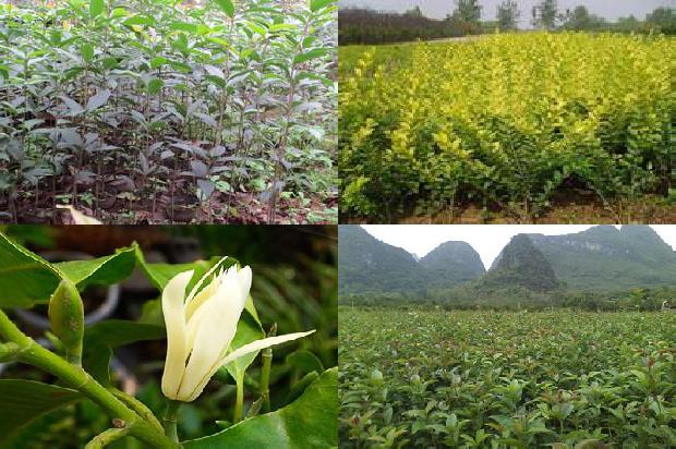 家中能不能种桂花树?1680923559236
