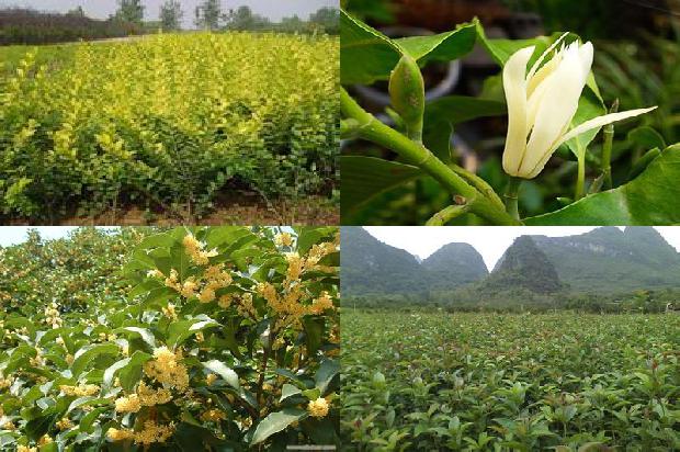 桂花树苗能栽多远一棵1690591478690