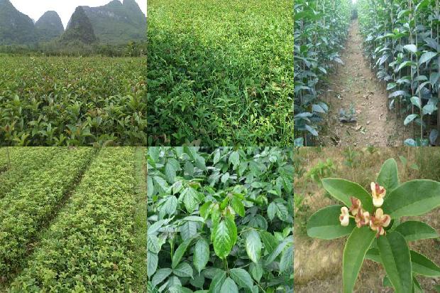 家里不能种桂花树吗1680923626203