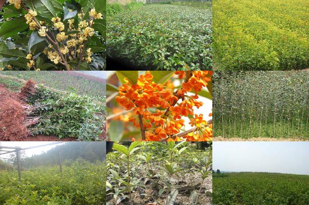 四季桂花树怎么养1680923813668