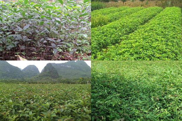 桂花树一直带花是什么原因1680999846167