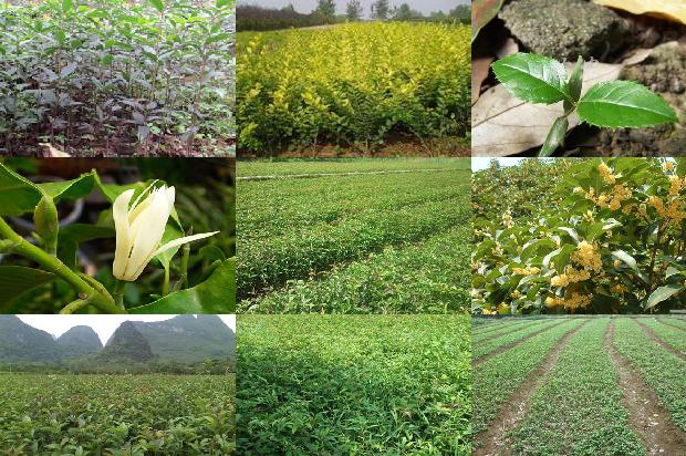 车里放桂花和茉莉花哪个好闻点1689576755519