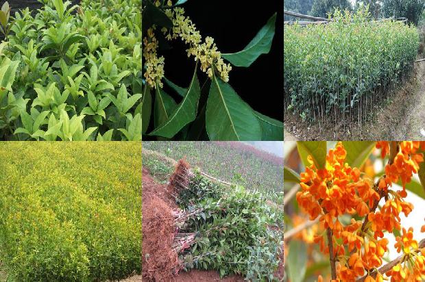 桂花什么季节开花?秋天开花吗?1681000901233