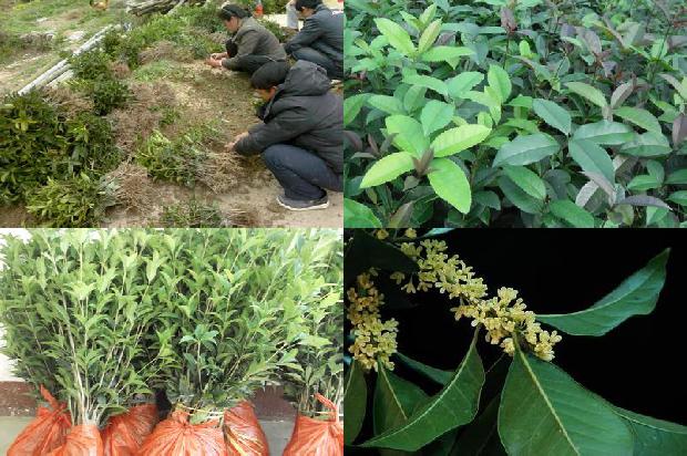 怎么区分桂花树1681001665630
