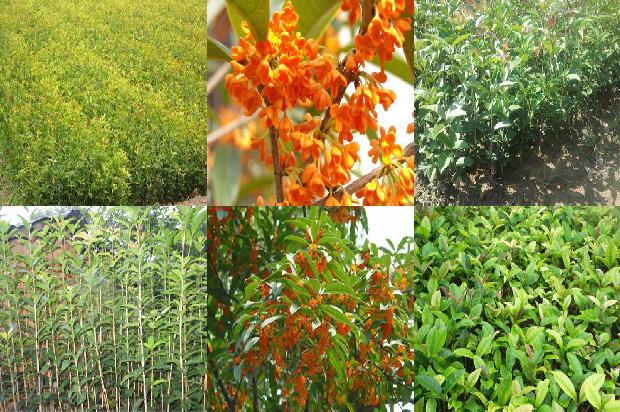 桂花为什么只开花不结果1681006897573