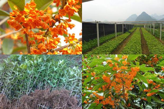 才知道桂花树是有果实的桂花树的果子是什么1681007044766