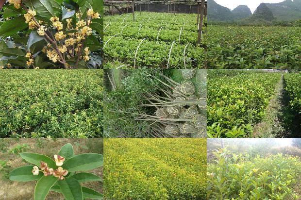 桂花的功效与作用及禁忌桂花的食用方法1681007767052