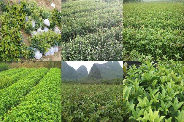 桂花的功效与作用及禁忌桂花的食用方法1681007767098