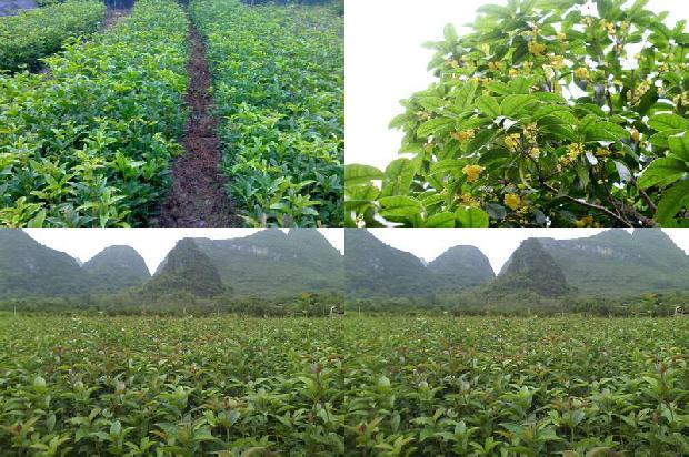 种一颗桂花树多少钱一棵1681008714521