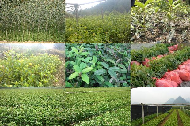 盆栽桂花树多少钱一棵1681008745036